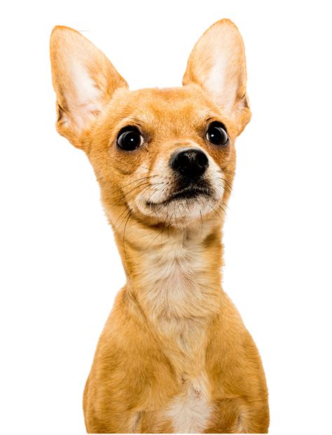 Deer Head Chihuahua Pros And Cons Of The Longer Muzzle