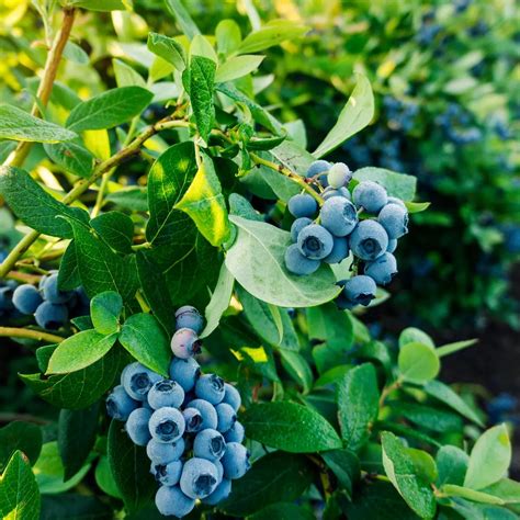 Guide To Planting Harvesting And Growing Blueberries Plants Spark Joy