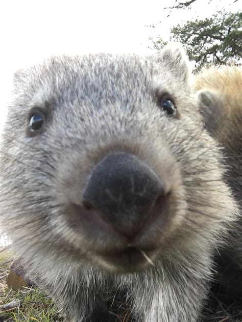 Cute Wombat Crosspost From Raustralia Rwombats