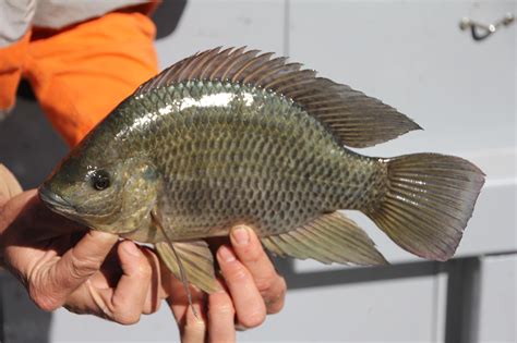 Look Out Tilapia On The Move Fitzroy Basin Association