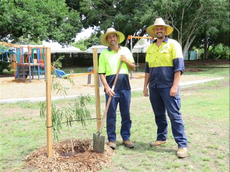 In this sense, it means a set of trees that have been planted. Tree planting holds special meaning for Council staff - Bundaberg Now