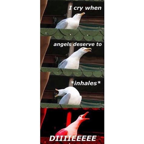 Meme Seagull Laughing Meadow Dixon