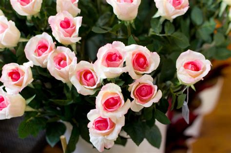 Rosas Blancas Rosadas Imágenes Y Fotos