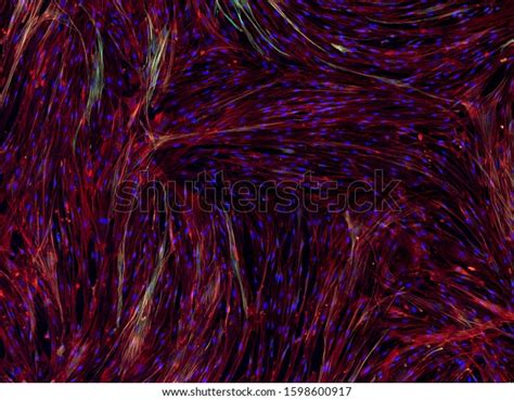Real Fluorescence Microscopic View Human Cells Stock Photo 1598600917