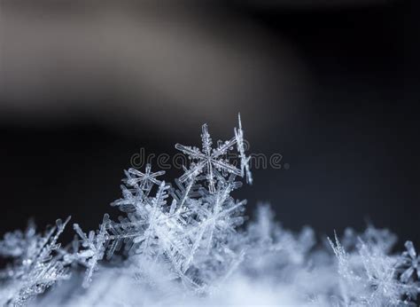 Natural Snowflakes On Snow Stock Photo Image Of Merry 75570304