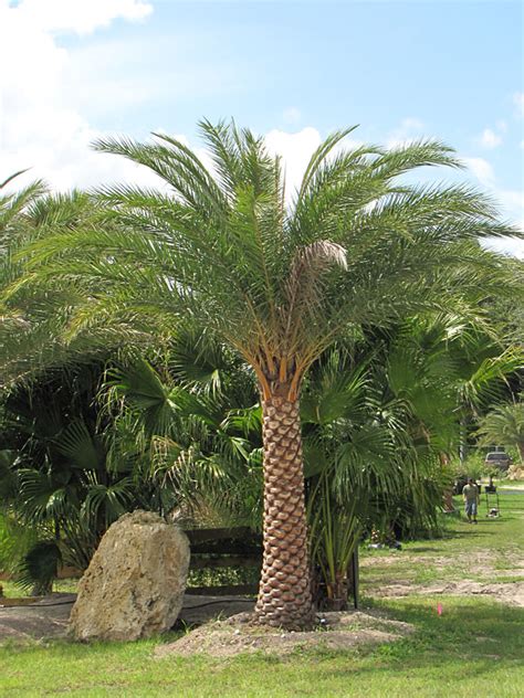 Xl Indian Silver Date Palm Tree Phoenix Sylvestris Urban Tropicals
