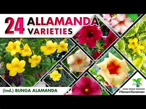 ALLAMANDA VARIETIES Bunga Alamanda WORLD PLANT ID NAMA TANAMAN