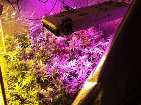 Red and blue light are best paired together, as they provide more even growth levels when combined. HPS vs LED Grow Lights: 5 Barriers to Light Domination ...