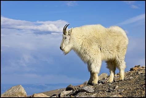 Mountain Goat Page