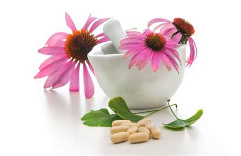 14 Healthy Facts Of Echinacea New Life Ticket Part 4