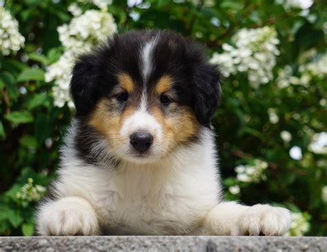 Lassie Collie For Sale Fredericksburg Oh Male Dale Ac Puppies Llc