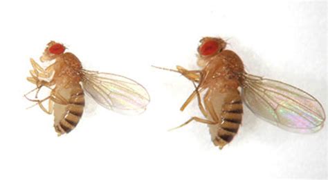 Drosophila melanogaster has been given many names owing to its attraction to various substances: Growth Control Signaling Center for Developmental Biology ...