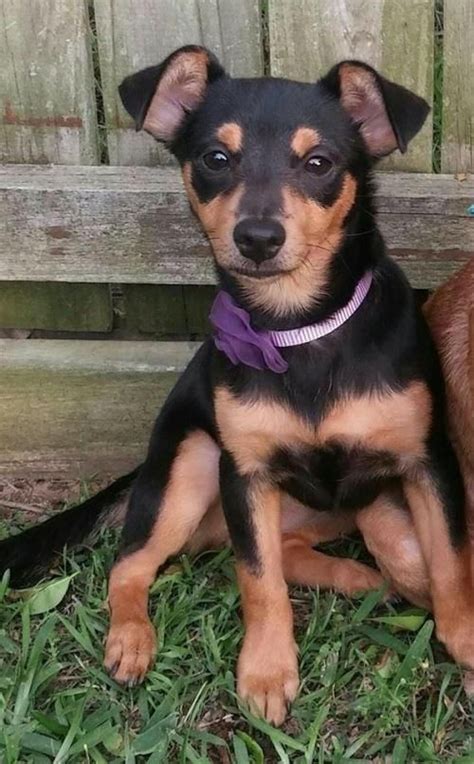 Maybe you would like to learn more about one of these? BROOKLYN is an adoptable Chihuahua, Miniature Pinscher Dog ...