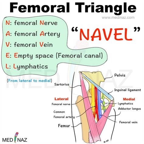 Femoral Triangle Contents Mnemonic Medical School Stuff Medical School Essentials Medical