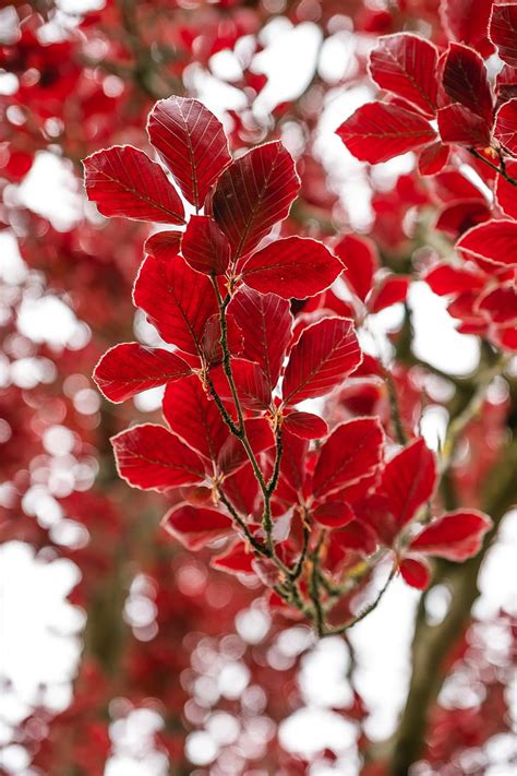 Leaves Branch Autumn Red Hd Phone Wallpaper Peakpx