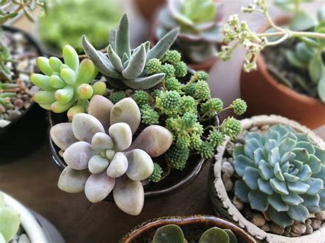 There are about 127 genera, with over 1750 known species. What's The Difference Between Succulents And Cacti ...