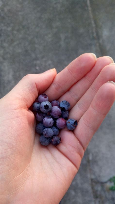 First Blueberry Harvest Rgardening