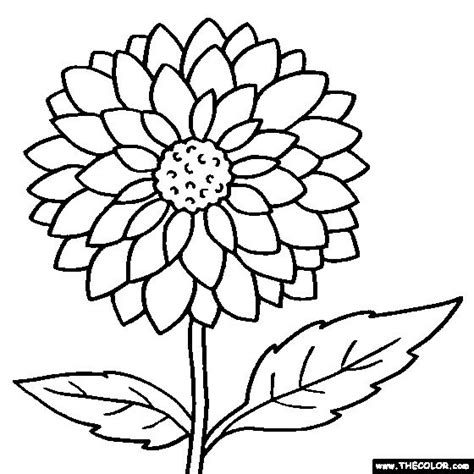 Sketsa Bunga Mawar Tumbuhan Sketsa Hewan Gambar Bunga