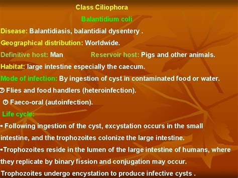 Class Ciliophora Balantidium Coli Disease Balantidiasis Balantidial
