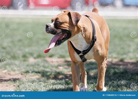 Boxer At The Park With A Long Tongue Stock Photo Image Of Animal