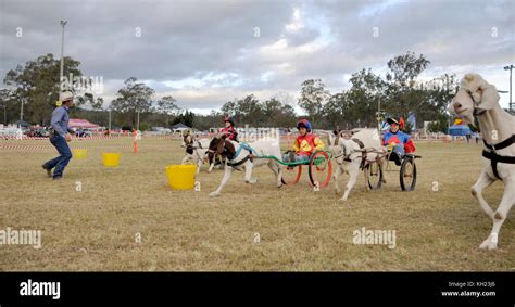 Goat Racing At Country Show Stock Photo Alamy