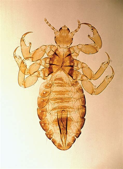 Human Louse Description Subspecies Behaviours And Facts Britannica