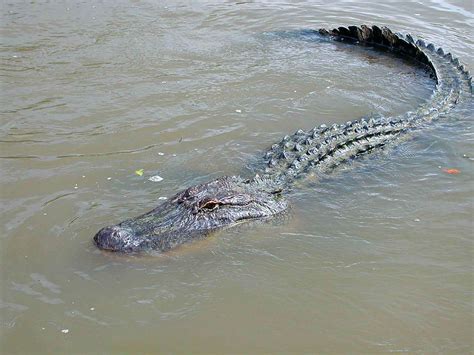Alligator Swimming In River Photograph By Andrea Freeman
