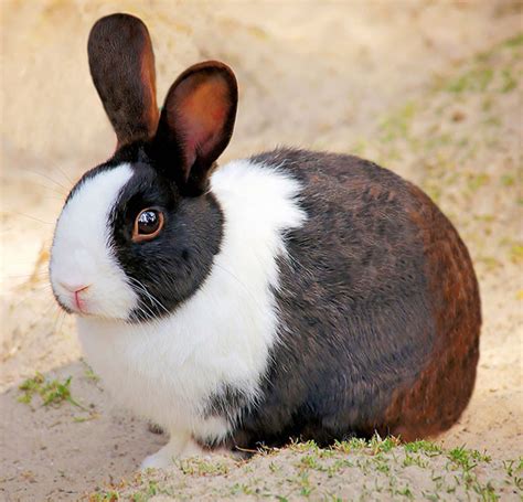 Rabbit Supplies, Cages, and Accessories - Exotic Animal Supplies