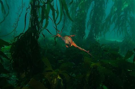 Kelp Forest Worldatlas