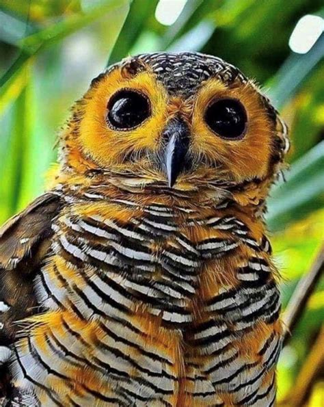 Rare Bumblebee Owl Rpics