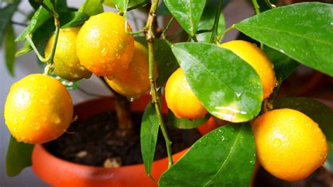 How To Grow Mandarin Orange Tree Indoors
