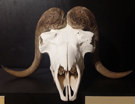 Musk Ox Skull 1 By Gatorstock On Deviantart