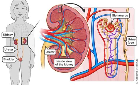 The upper parts of the kidneys are partially protected by lower ribs, and each whole kidney and adrenal gland are surrounded by two layers of fat (the perirenal and pararenal. Post-infectious glomerulonephritis