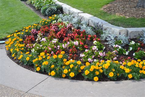 Flower Bed With Begonia Marigold Dusty Miller Green Thumb Advice