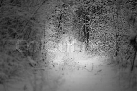 Beautiful Winter Forest And The Road Stock Image Colourbox