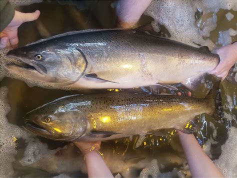 Characterizing The Annual Chinook Salmon Run In Real Time Idaho Fish