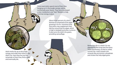 Life Cycle Of Sloth