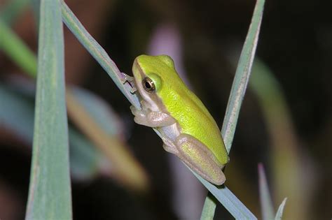 Eastern Dwarf Tree Frog Litoria Fallax