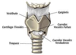 Se extiende de la base del cráneo al borde inferior del cartílago cricoides. Laringe - EcuRed