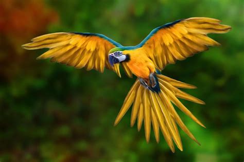 Flying Macaw Exotic Birds Macaw Art Macaw