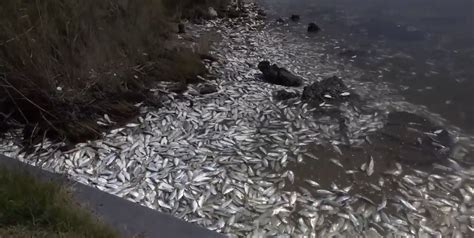 Video Watch Thousands Of Fish Wash Up On Shore In