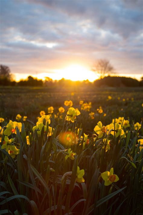 Daffodil Fields Daffodils Fields Farmland Vineyard Snaps Celestial