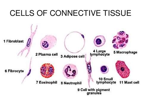 Connective Tissue Cells Types Function And Structure Resident Cells