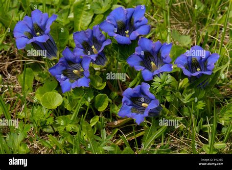 Clusius Gentian Trumpet Gentian Gentiana Clusii Flowering Stock