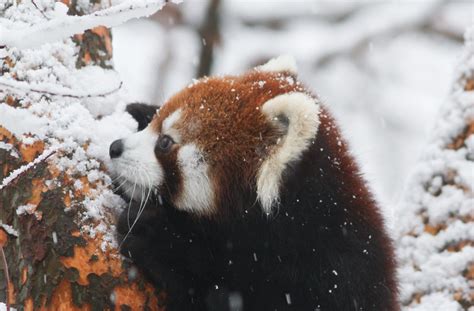 Red Panda In The Snow Mark Dumont Flickr