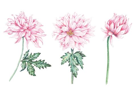 Set Chrysanthemum Painted With Watercolors 3086880 Vector Art At Vecteezy