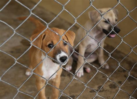 You are saving lives and helping prepare animals for their new families! Adopting Free Puppies vs. Buying Puppies for Sale | petMD ...