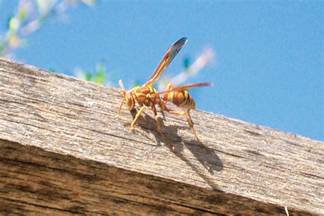 We did not find results for: Wasps Attracted To Pool | Mice