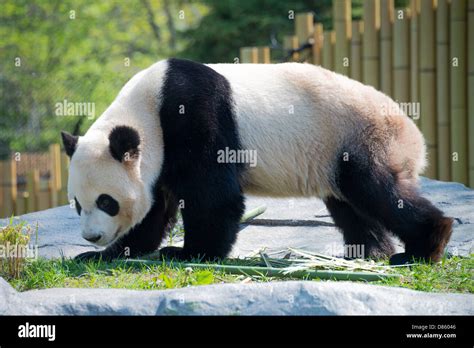 Toronto Zoo Pandas Stock Photo Alamy