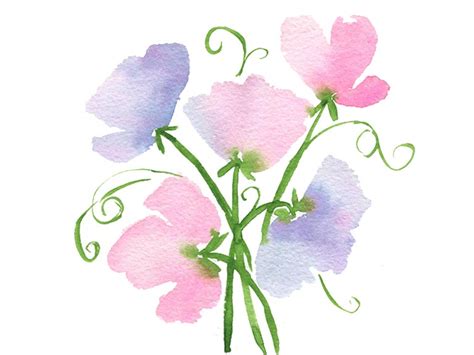 Watercolour Tutorial How To Paint Sweet Pea Flowers Emily Wassell